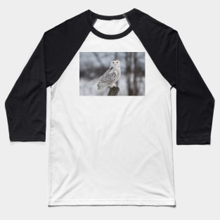 Snowy Owl Baseball T-Shirt